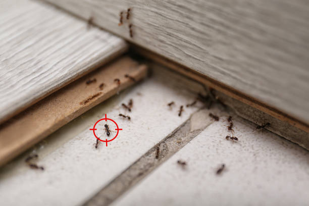 Trusted Walterboro, SC Pest Control Experts